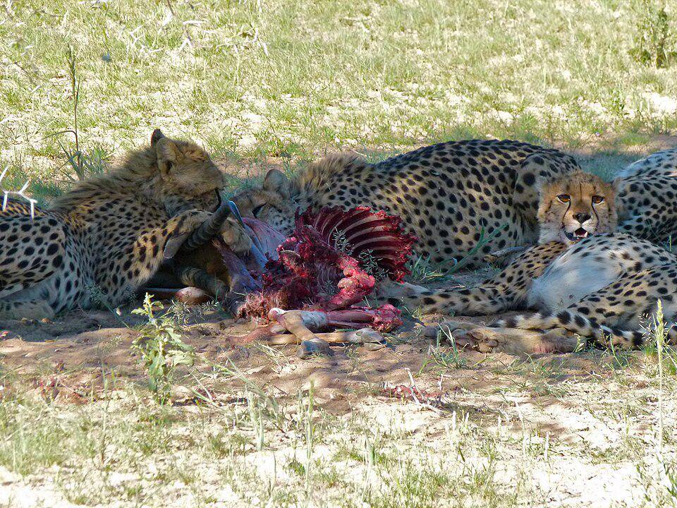 keluarga cheetah afrika yang sedang makan besar 