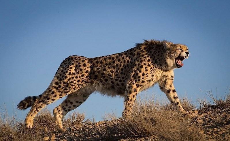 cheetah asia yang berukuran sedikit lebih kecil 