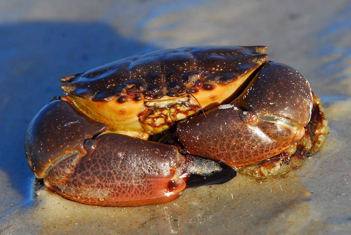 Kepiting batu (commons.wikimedia.org/Andrea Westmoreland)