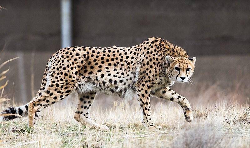 potret cheetah asia dengan surai di leher yang tebal 