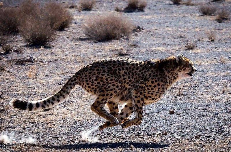 Kontur habitat yang tidak landai dan medan yang sulit membuat kecepatan lari cheetah asia belum pernah terekam secara jelas.