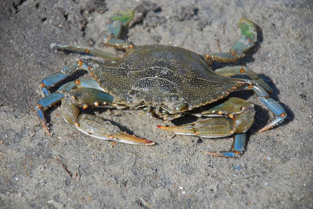 5 Kepiting Paling Terkenal di Dunia, Bisa Diolah Jadi Berbagai Jenis Makanan!