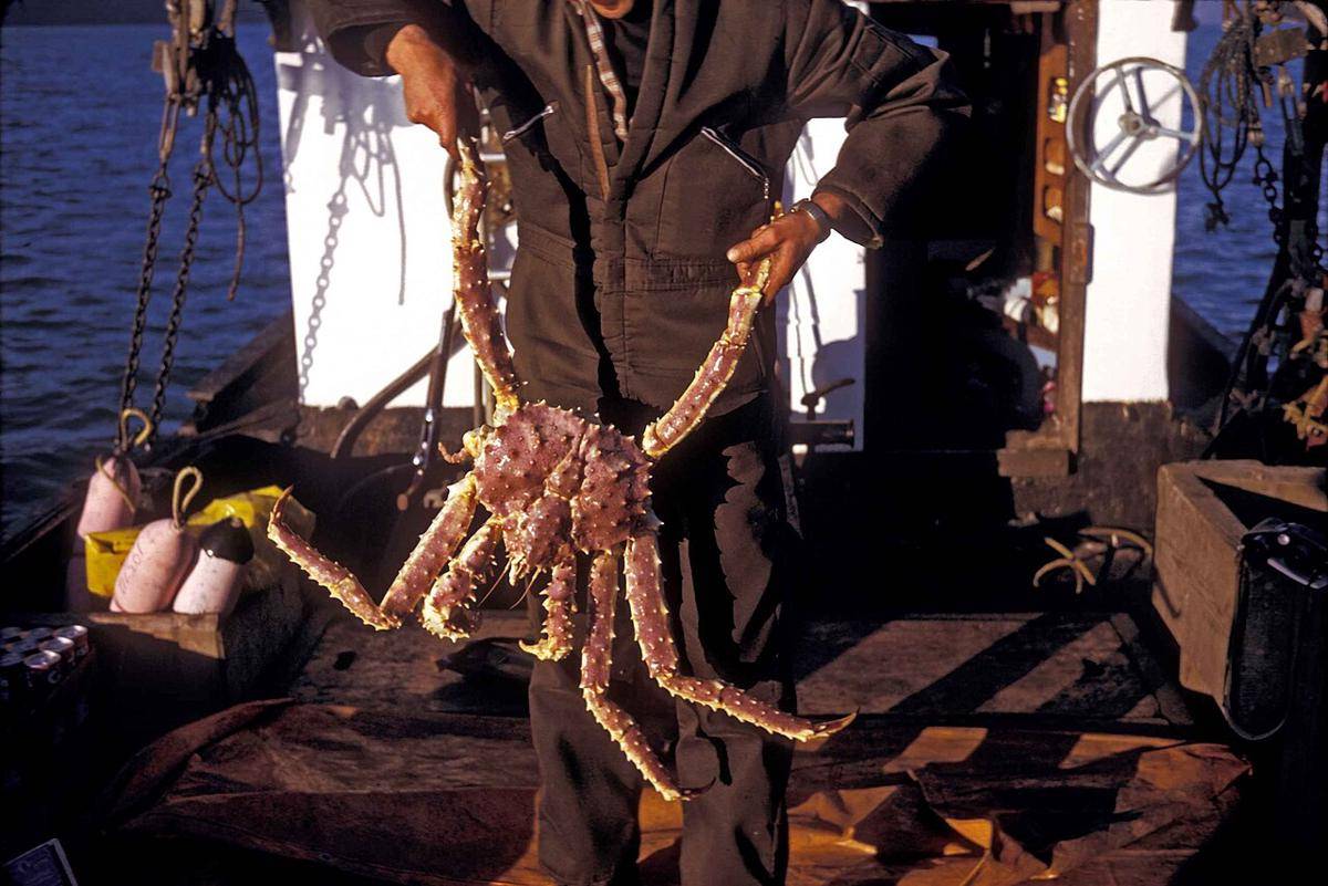 Kepiting raja (commons.wikimedia.org/Haddock L, U.S. Fish and Wildlife Service)