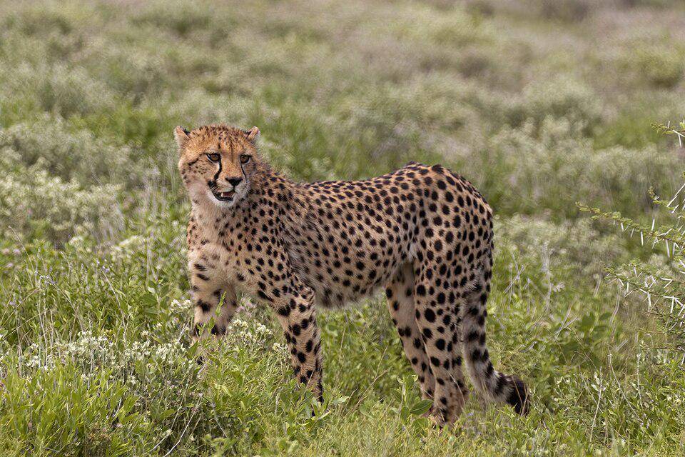 secara keseluruhan, populasi spesies cheetah sedang dalam bahaya 