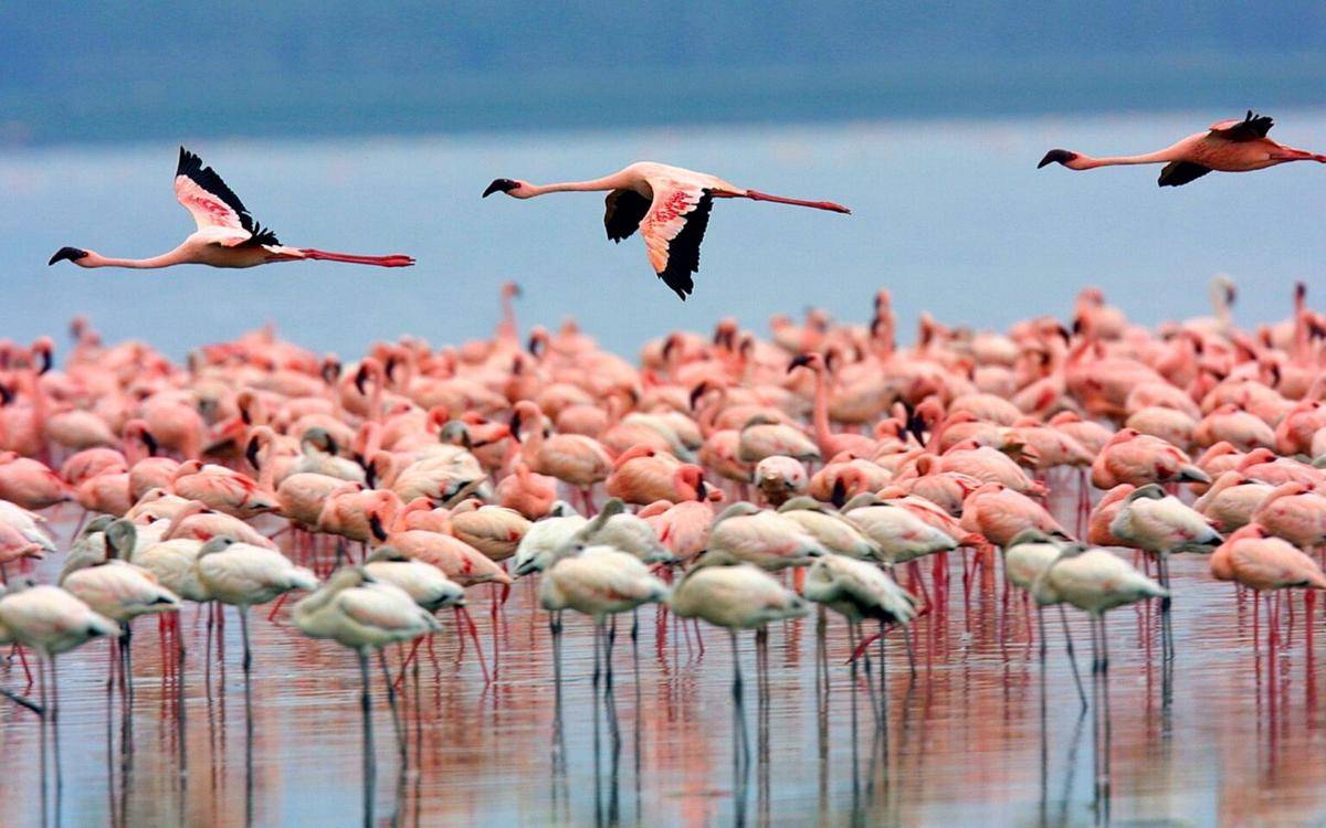 potret sekumpulan flamingo di Danau Urmia