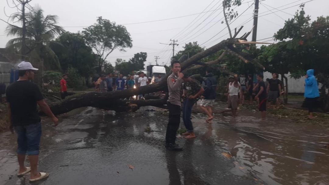 Hujan Deras dan Angin Kencang Picu Pohon Besar Tumbang di Pringsewu, Warga Terluka