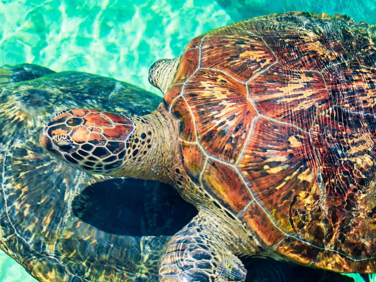 Hewan yang Siklus Hidupnya Tergantung Fase Bulan