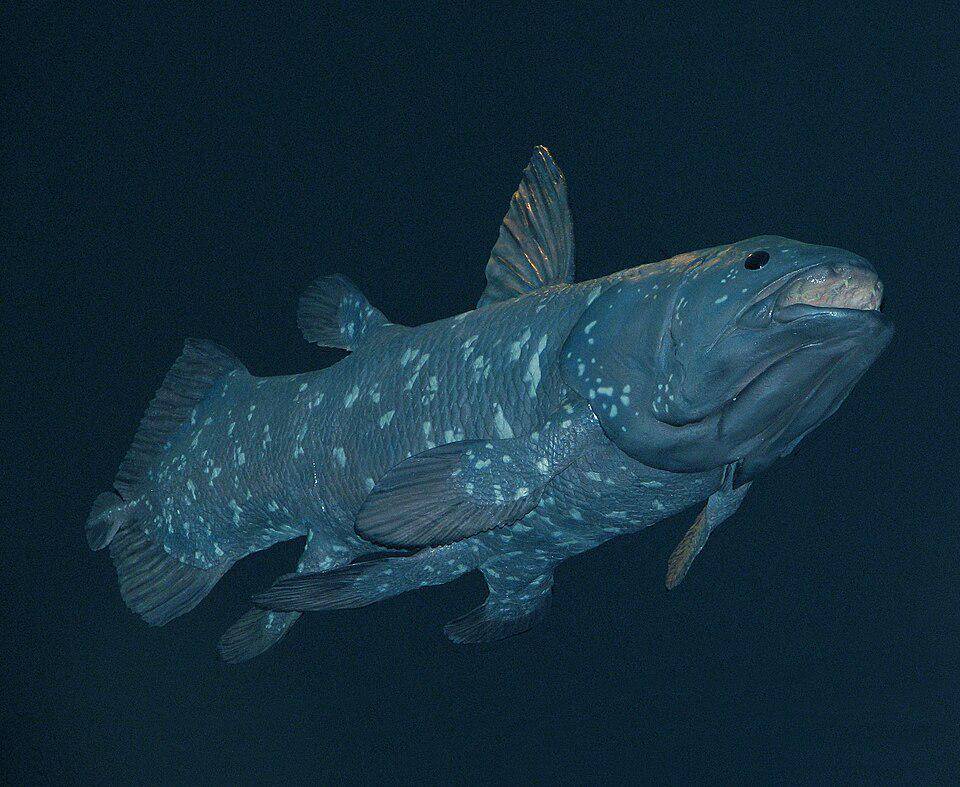 ilustrasi ikan coelacanth fish (commons.wikimedia.org/HyanWong)