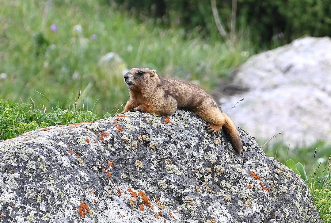 5 Fakta Menarik Marmot Kelabu, Punya Beberapa Metode Komunikasi