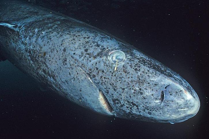 5 Ikan yang Memiliki Umur Panjang, Ada yang Bisa Mencapai 400 tahun