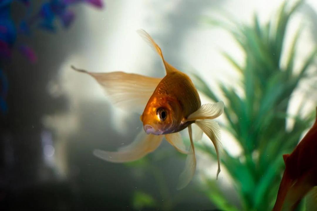 5 Kesalahan Umum saat Pelihara Ikan Air Tawar