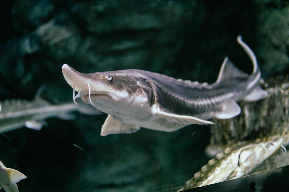 ilustrasi lake sturgeon (pexels.com/Parviz Hajizada)