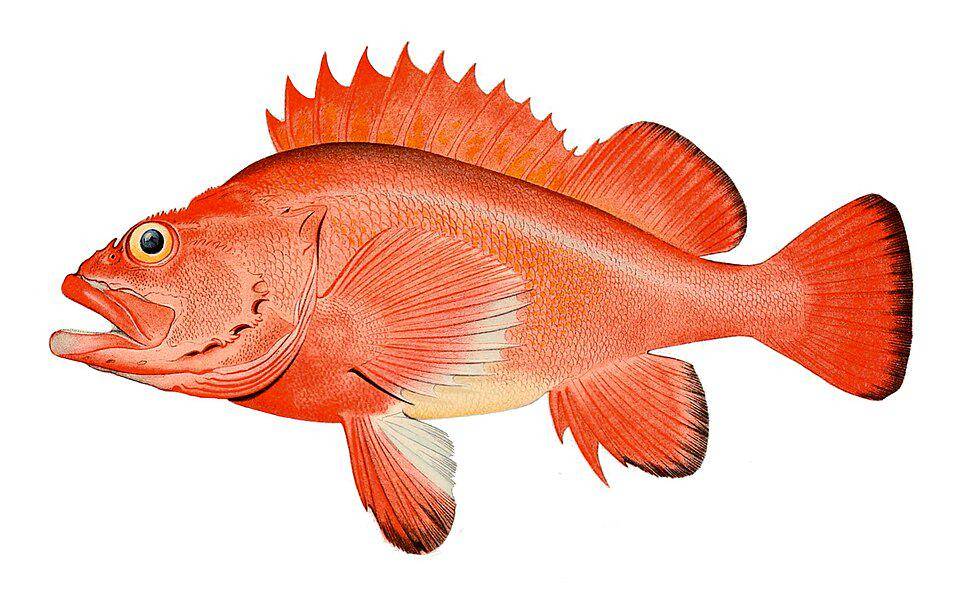 ilustrasi ikan red rockfish (commons.wikimedia.org/Totodu74)