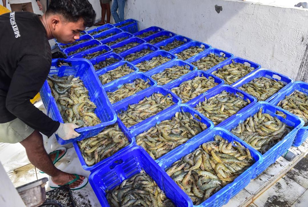 Panen Udang Ramah Iklim Pertama di Asia hingga 50 Ton! Cetak Sejarah untuk Ekonomi Biru Indonesia