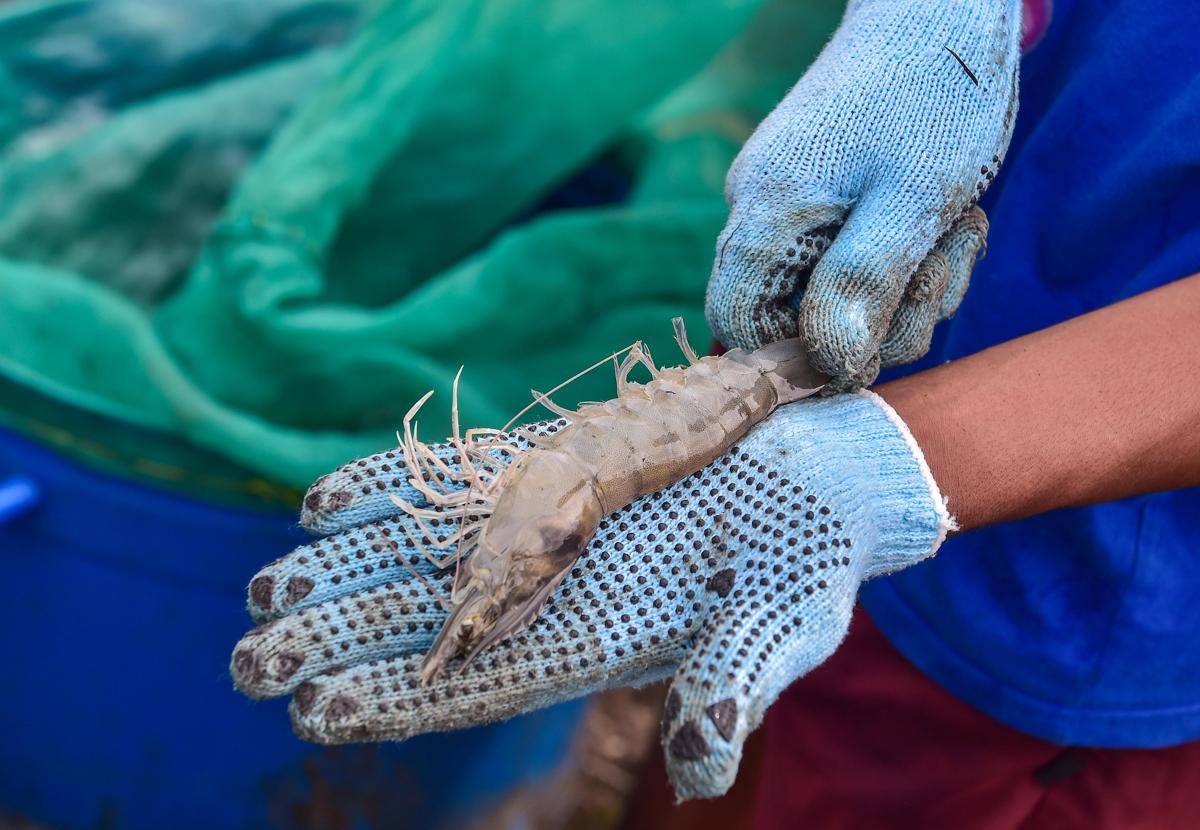 Hasil Panen Pertama Tambak Udang Ramah Iklim Lalombi - Dok.Konservasi Indonesia - Eko Siswono Toyudho_ (7).jpg