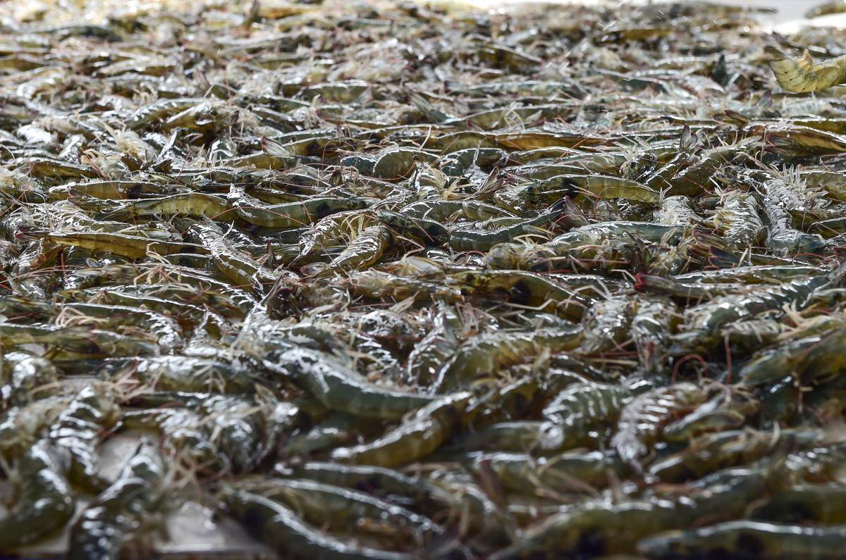 Hasil Panen Pertama Tambak Udang Ramah Iklim Lalombi - Dok.Konservasi Indonesia - Eko Siswono Toyudho_ (11).jpg
