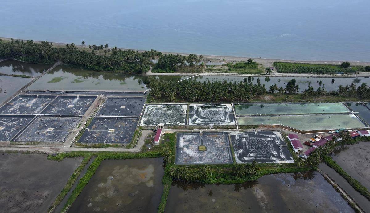Tambak Budi Daya Udang Vaname Lalombi - Dok.Konservasi Indonesia-Eko Siswono Toyudho_ (1).jpg