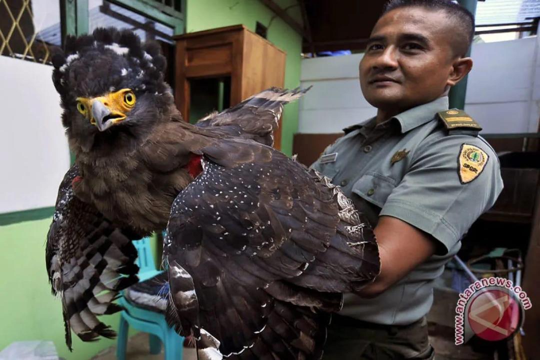 Bikin Haru, Warga Malang Selamatkan Elang Ular Bido yang Dijerat Pemburu