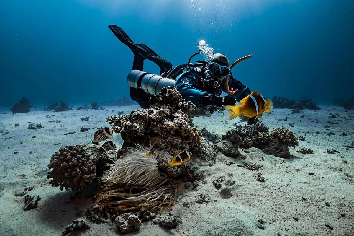 Potret biota laut (pixabay.com/Franziska_Stier)