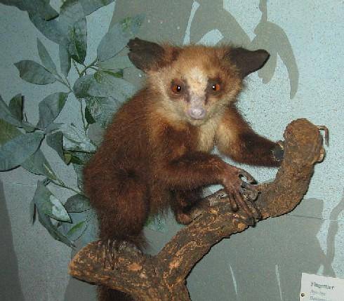 Aye-aye