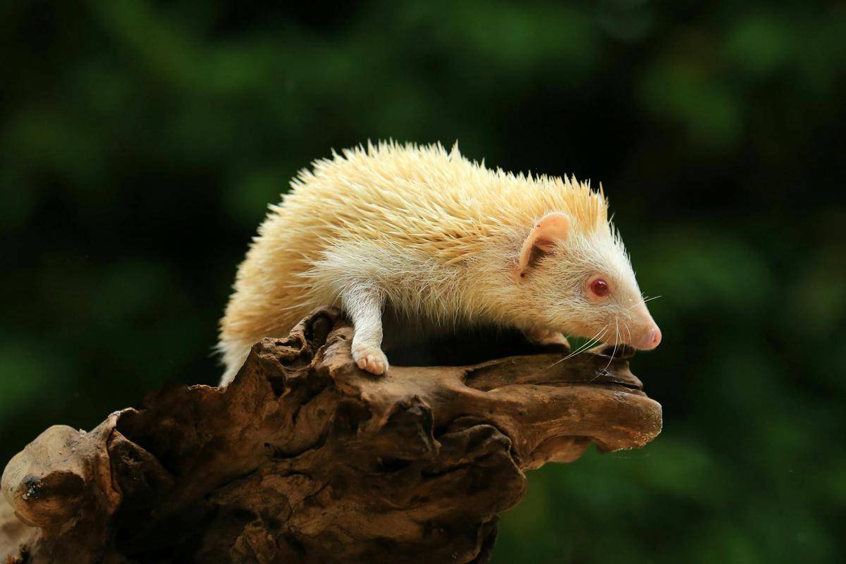 Landak pygmy Afrika