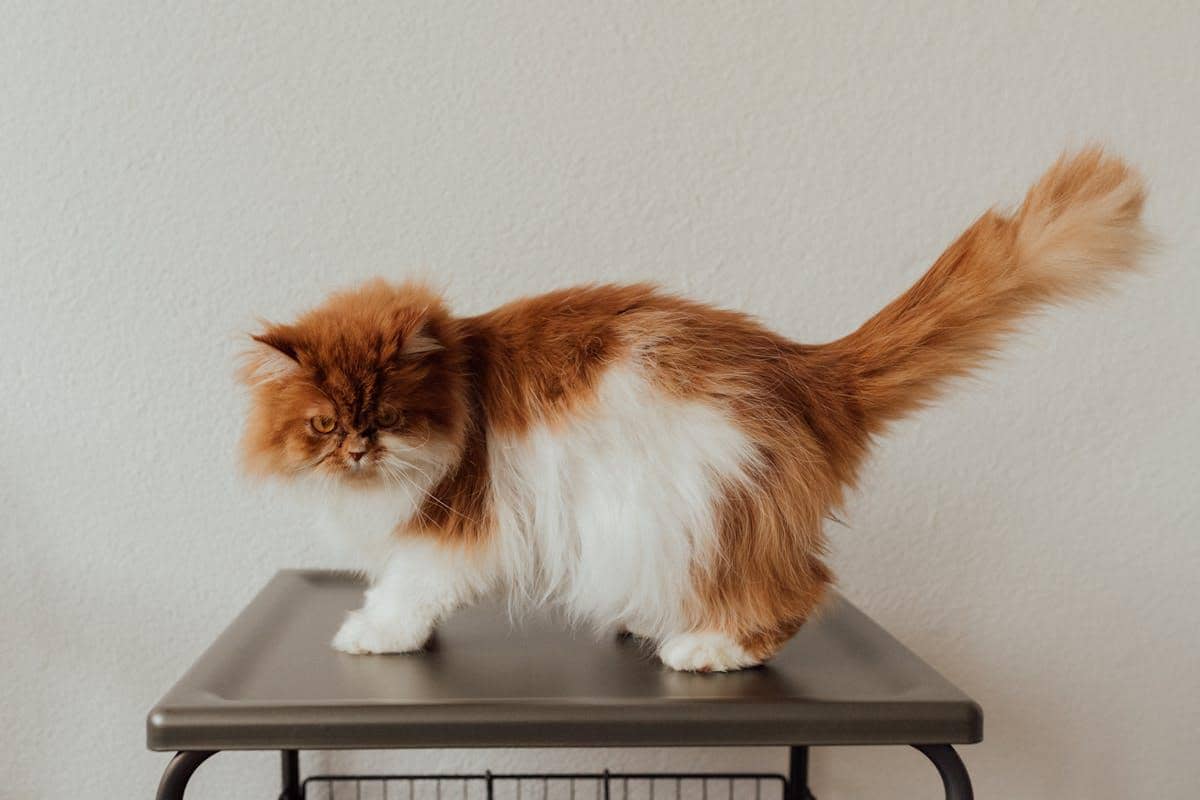 ilustrasi kucing Persia (pexels.com/Arina Krasnikova)