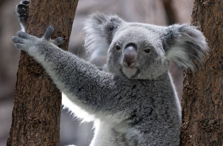 Koala