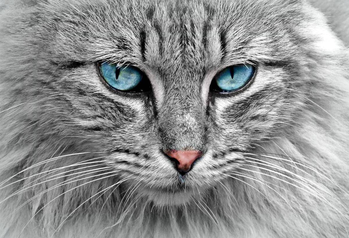 potret kucing dengan warna bulu cantik 