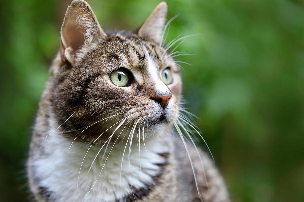 kucing domestik yang berada di luar ruangan 