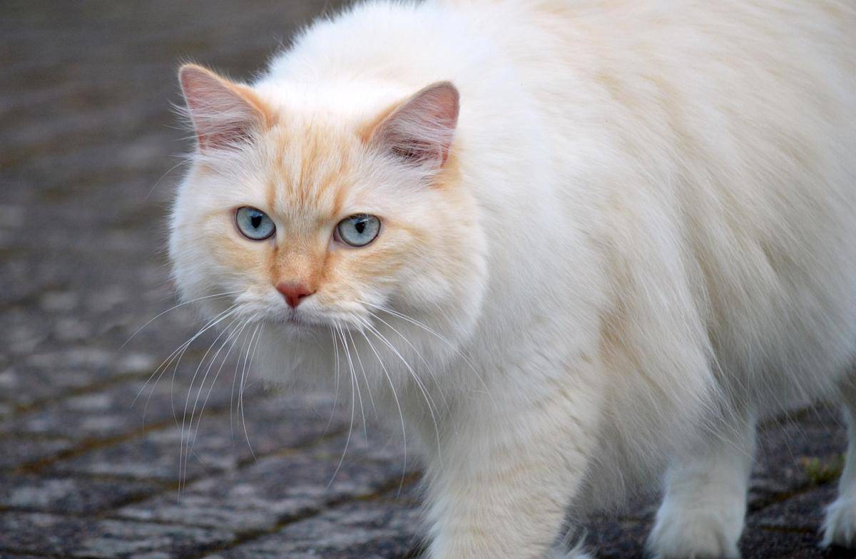 kucing dengan bulu lebat dan panjang 