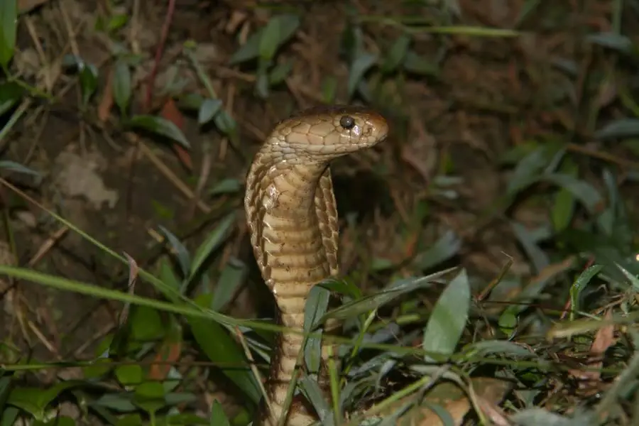 Katta spermatozoidlar bilan boyinboglar bilan porno videolarni onlayn tomosha qiling Porno jurnalni tomosha qilish va onanizm