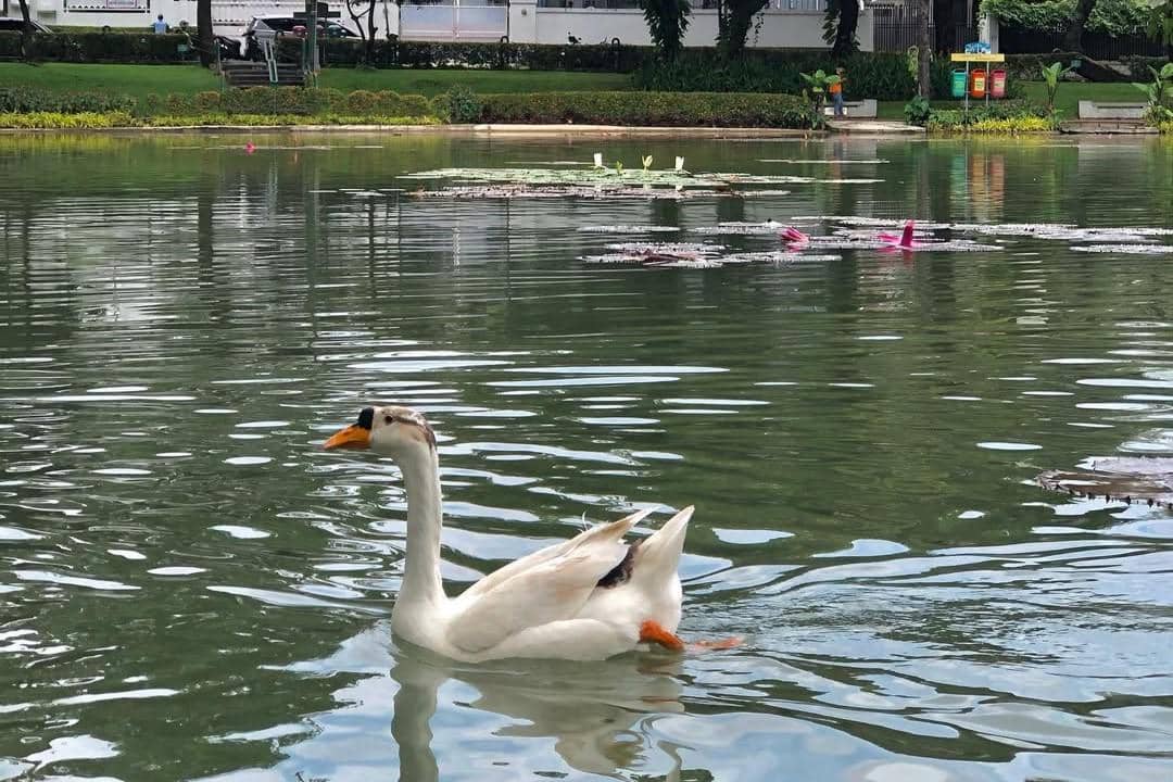 Potret Taman Situ Lembang (instagram.com/temantaman.jkt)