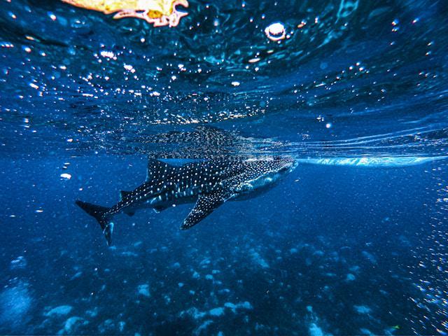 Sisi Gelap Wisata Hiu Paus Botubarani Gorontalo