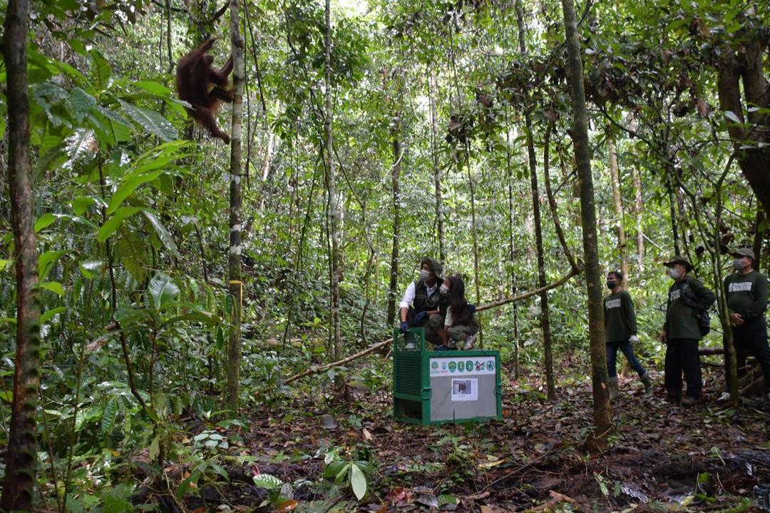 Menteri Kehutanan, Raja Juli Antoni, melepasliarkan orangutan di Hutan Kehje Sewen