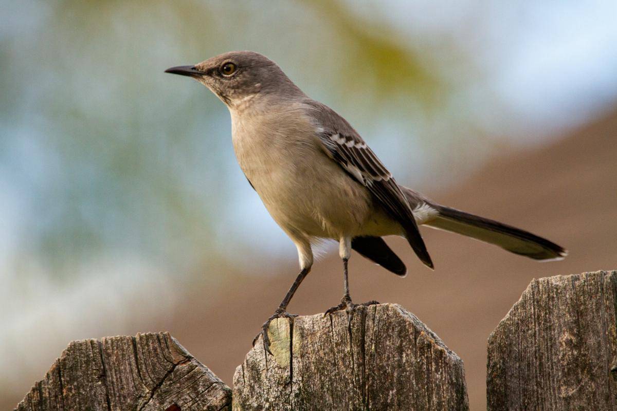 Burung Mockingbird (unsplash.com/Joshua J. Cotten)