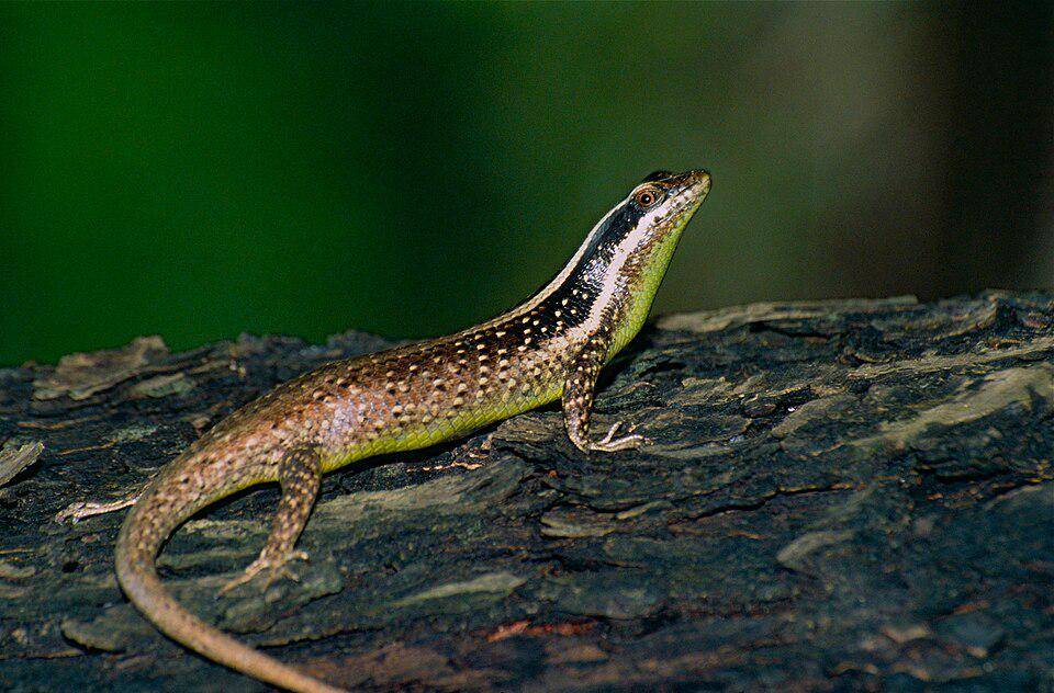 Ilustrasi spesies kadal pohon (commons.m.wikimedia.org/Bernard DUPONT)