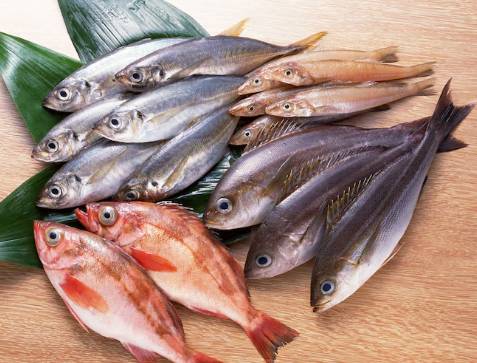 ilustrasi ikan laut (freepik.com/spayder