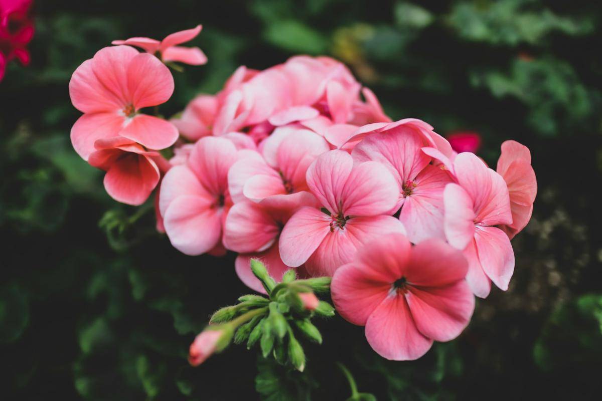 ilustrasi geranium (unsplash.com/RedTigerK)