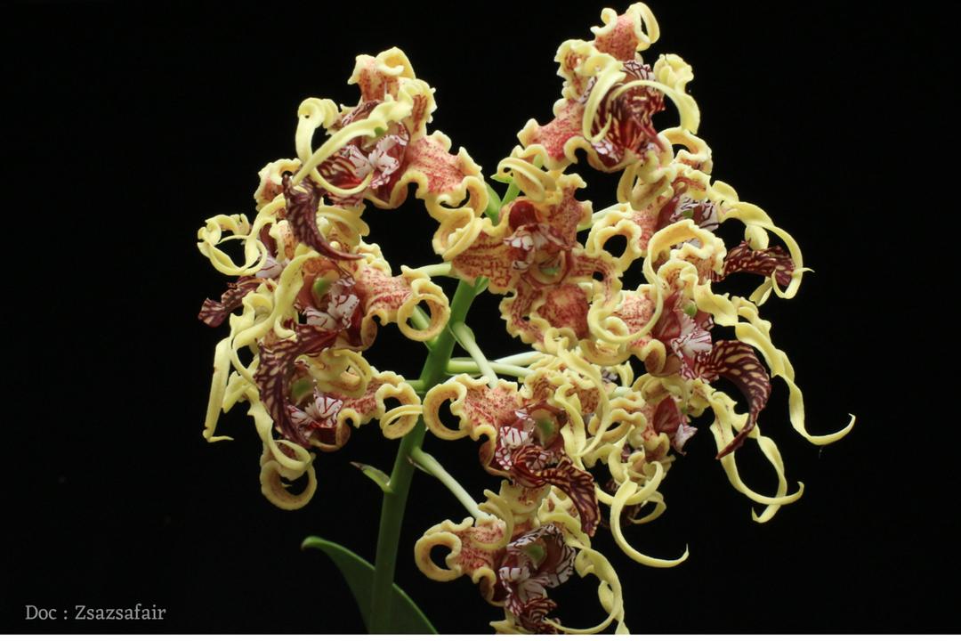 Dendrobium spectabile (Anggrek Kribo)