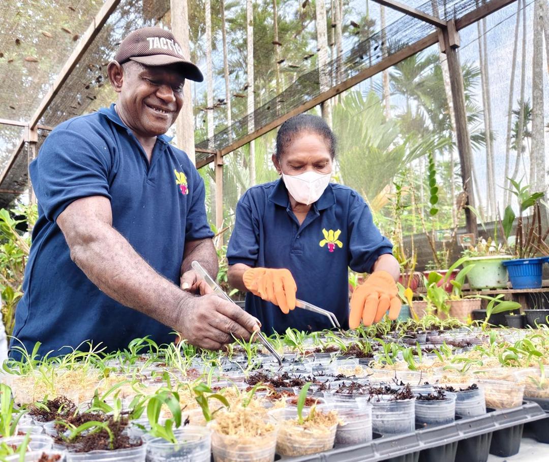 Kelompok Dambu Kahbrai membudidayakan anggrek endemik Papua di sekitar Cagar Alam Pegunungan Cycloop, Jayapura