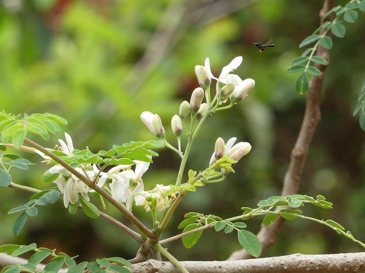 Daun kelor (pixabay.com/dialloyaayaa)