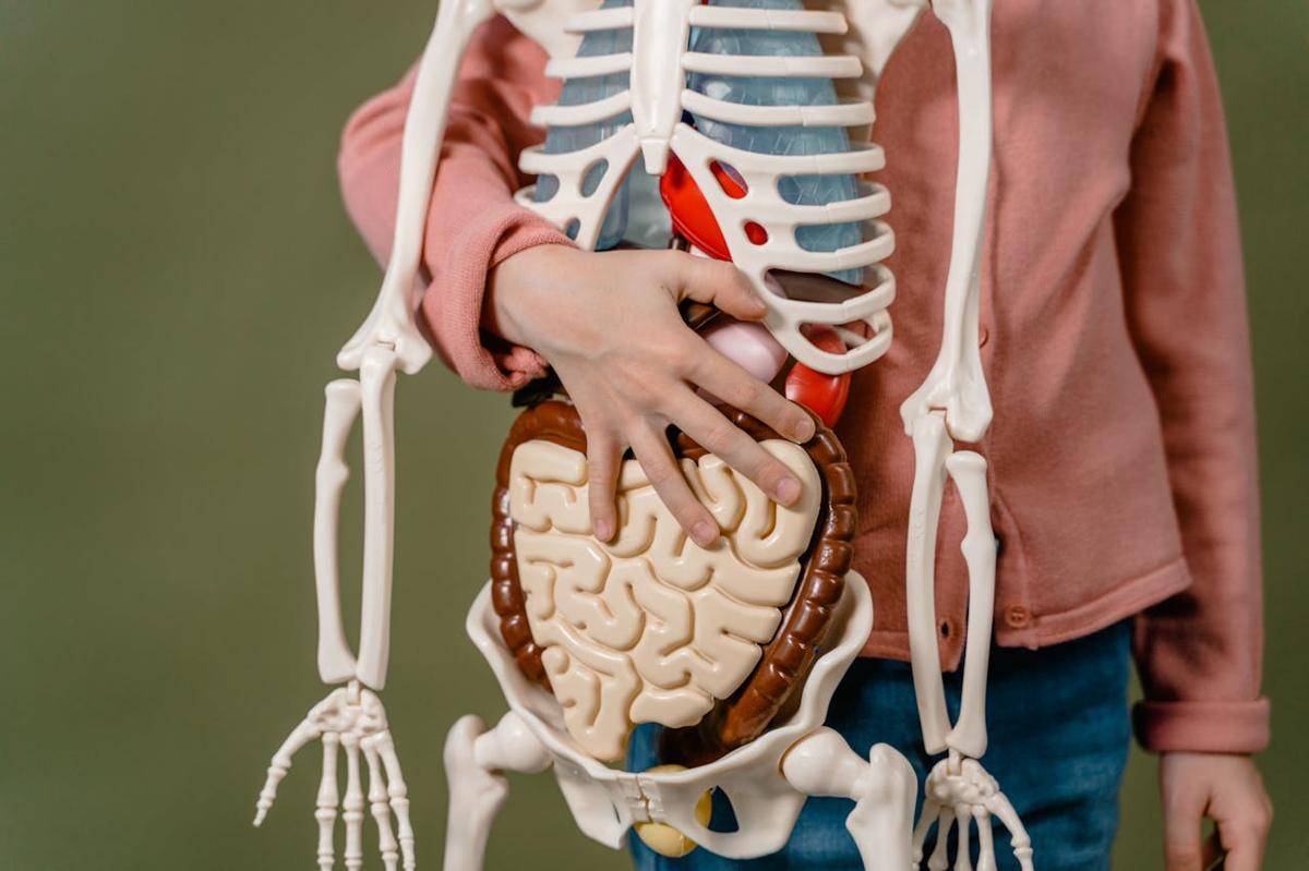 ilustrasi organ tubuh (pexels.com/MART PRODUCTION)