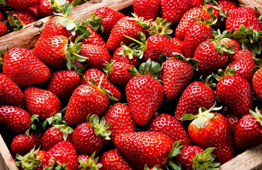 7 Fakta Stroberi yang Masih Satu Rumpun dengan Bunga Mawar