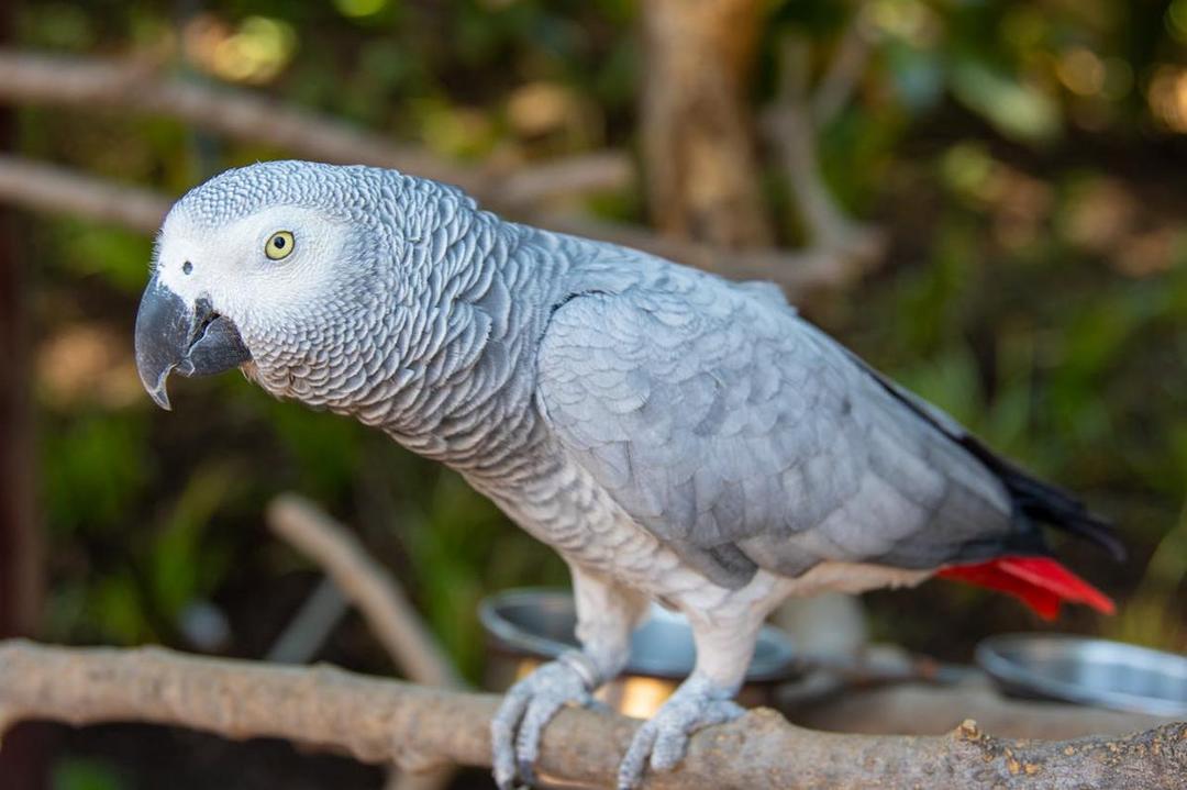 7 Burung yang Memiliki Kecerdasan di Atas Rata-Rata, Lebih Pintar dari yang Dikira