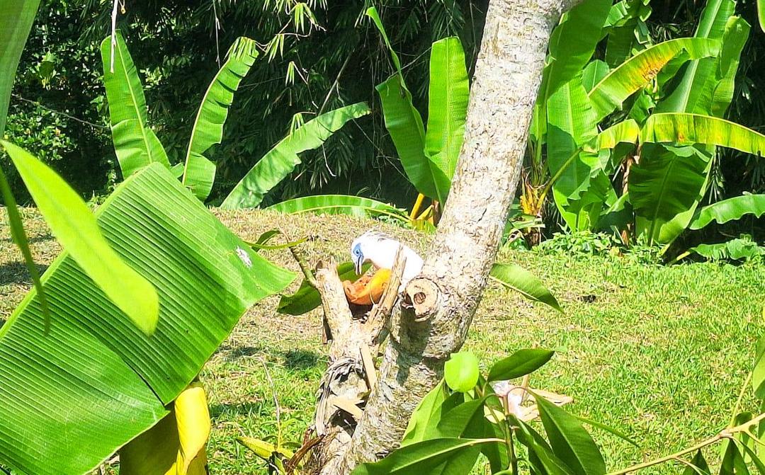 Kampung Jalak Bali di Tabanan, Pelindung Habitat dari Pemburu