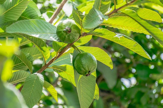 Potret daun jambu biji (pixabay.com/balouriarajesh)