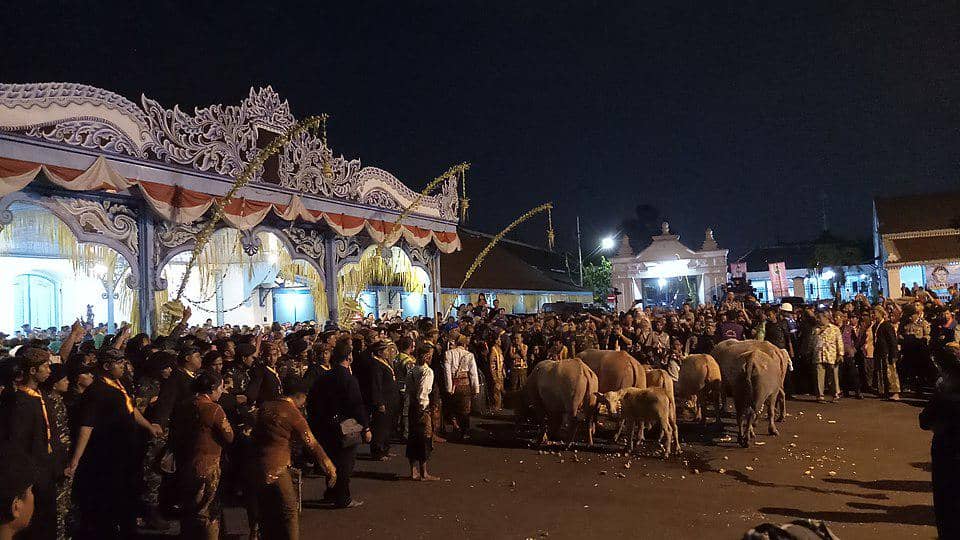 Tradisi Kirab Kebo Bule di Keraton Surakarta (commons.wikimedia.org/Pandjisaputra94)