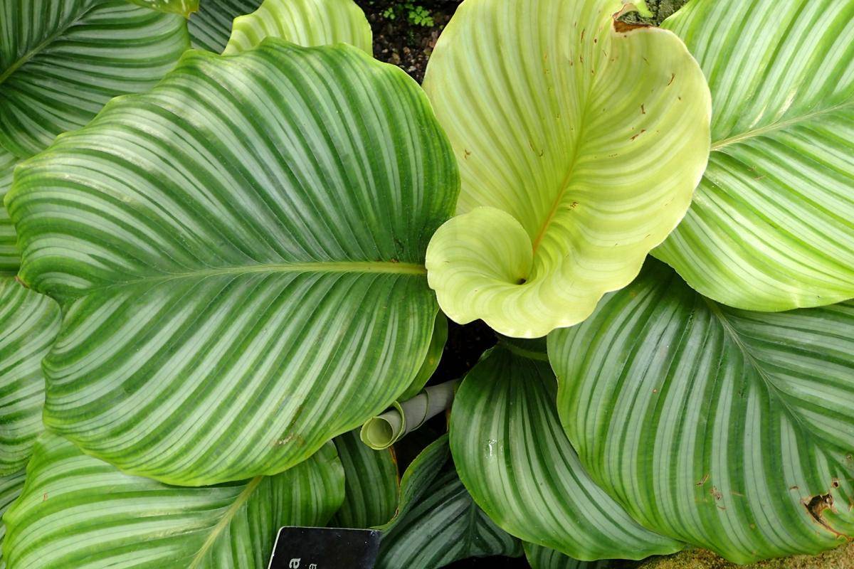 Ilustrasi tanaman calathea orbifolia (commons.wikimedia.org/Krzysztof Ziarnek)