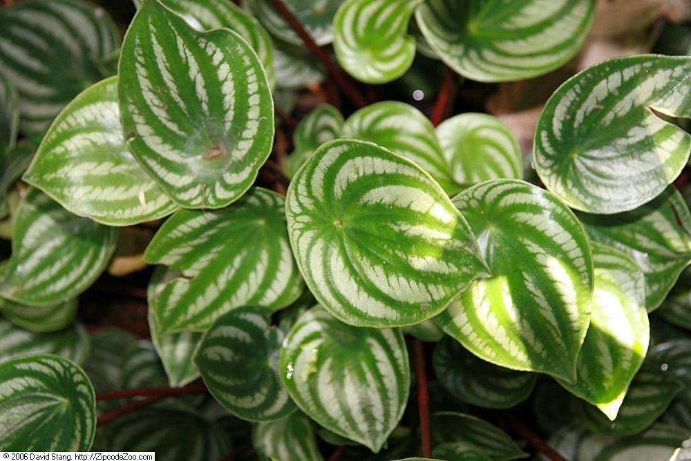 Ilustrasi tanaman peperomia watermelon (commons.wikimedia.org/David J. Stang)
