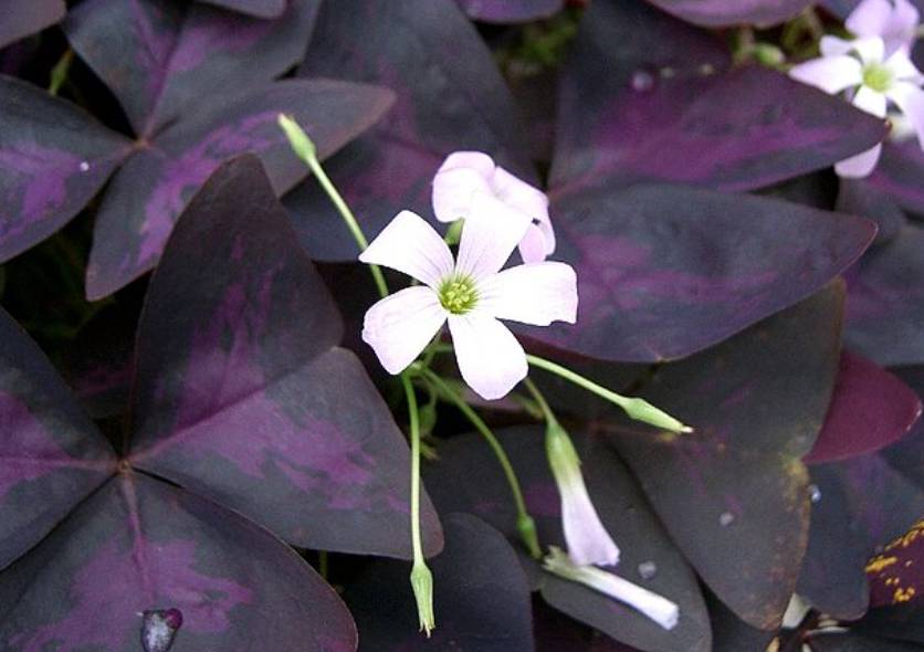 potret oxalis triangularis (commons.wikimedia.org/KENPEI)